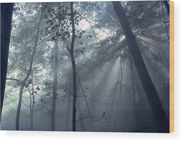 Forest Wood Print featuring the photograph Fog Braids The Sunlight by Sven Brogren