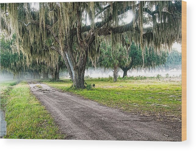 Fog Wood Print featuring the photograph Foggy Morning - Coosaw Plantation by Scott Hansen