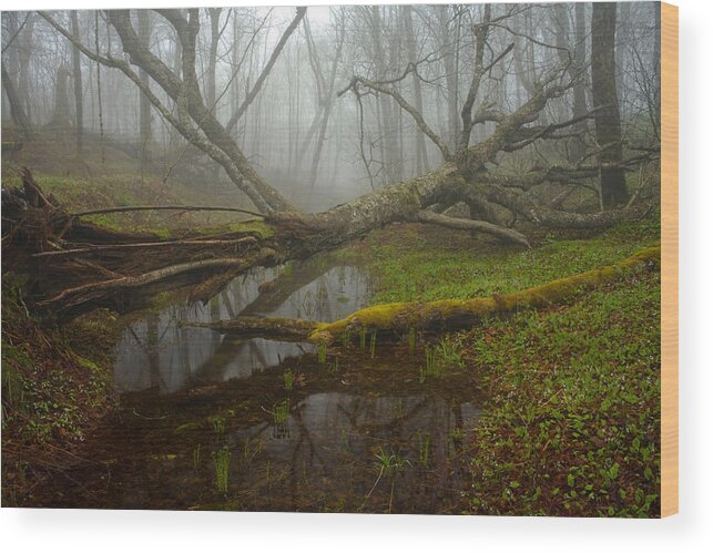 Spring Wood Print featuring the photograph Foggy Spring Forest by Irwin Barrett