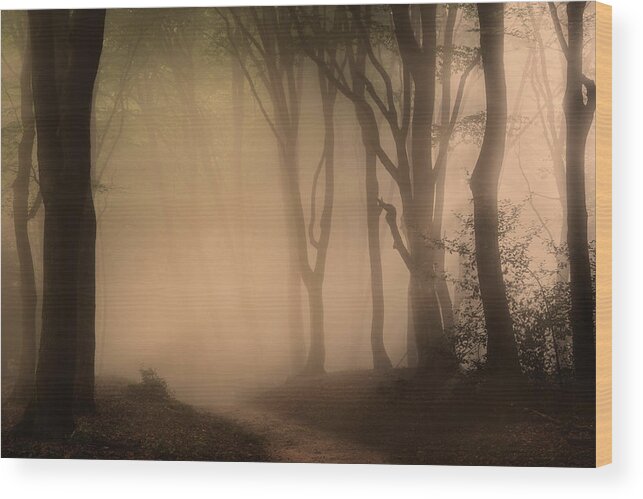 Autumn Wood Print featuring the photograph Follow the Light by Tim Abeln
