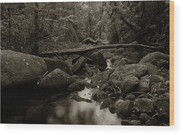 Nature Wood Print featuring the photograph Atlantic Forest by Amarildo Correa