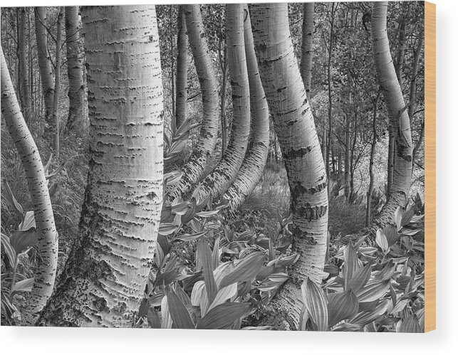 Aspen Wood Print featuring the photograph Forest Curves by Denise Bush