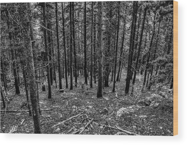 Pine Forest Wood Print featuring the photograph Forest Fade by Michael Brungardt