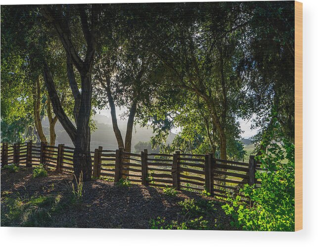 Trees Wood Print featuring the photograph Forest Fence by Derek Dean