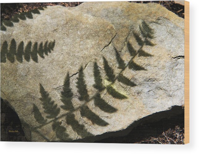 Fern Wood Print featuring the photograph Forest Fern Shadows by Christina Rollo