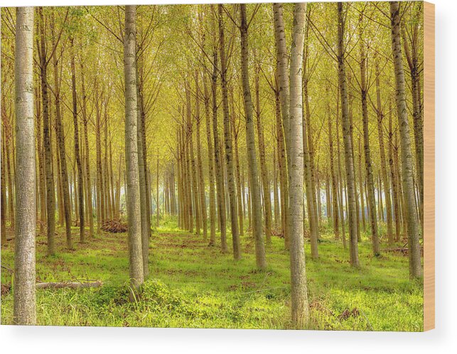 Wostphoto Wood Print featuring the photograph Forest in Autumn by Wolfgang Stocker