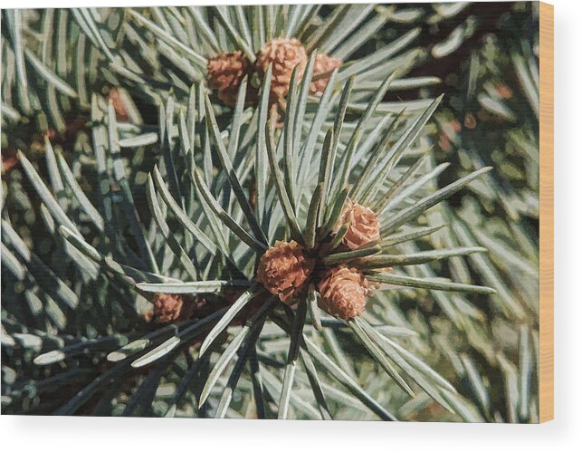Fir Wood Print featuring the photograph Forest Jewels - Needles and Cones by HH Photography of Florida