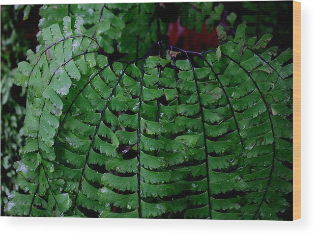 Fern Wood Print featuring the painting Forest Treasures #1 by Larry Bacon