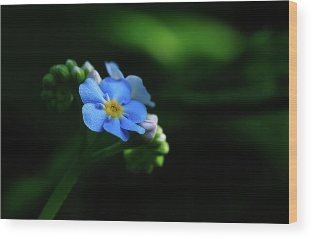 Forget-me-not Wood Print featuring the photograph Forget-me-not by Rob Davies