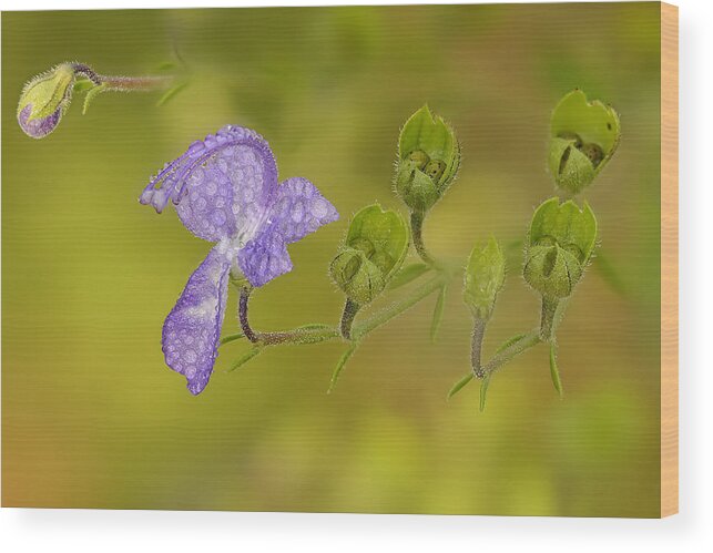 Trichostema Dichotomum Wood Print featuring the photograph Forked blue Curl by Robert Charity