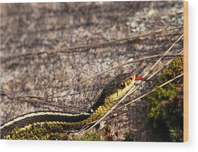 Garter Snake Wood Print featuring the photograph Forked Tongue by Debbie Oppermann