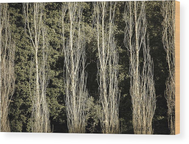 Landscape Wood Print featuring the photograph Forrest View by Michael Nowotny