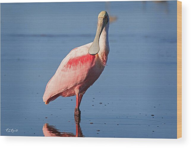 Florida Wood Print featuring the photograph Fort Myers Beach Bird Tour - Roseate Spoonbill Stopping to Profile by Ronald Reid