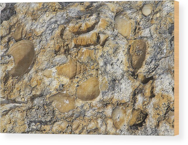 Background Wood Print featuring the photograph Fossil Rock Abstract 3 by Bob Slitzan