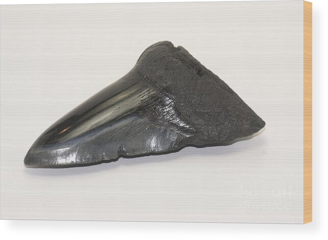 South Carolina Wood Print featuring the photograph Fossilized Shark Tooth by Scott Camazine