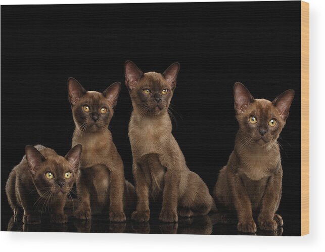 Cat Wood Print featuring the photograph Four Cute Burma Kittens Sitting, Isolated Black Background by Sergey Taran