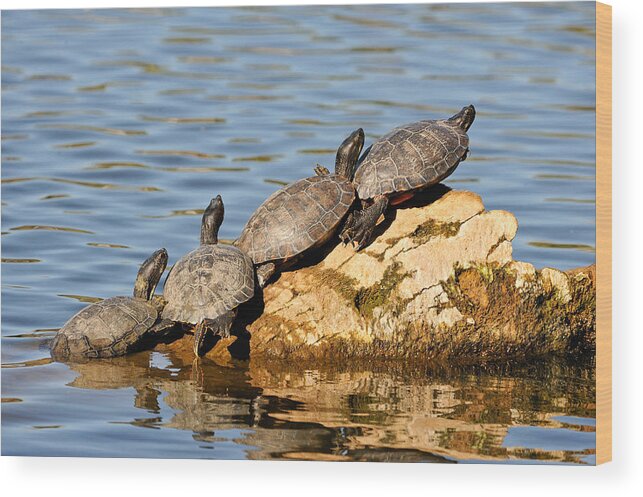 Turtle Wood Print featuring the photograph Four in a Row by Tom Dowd