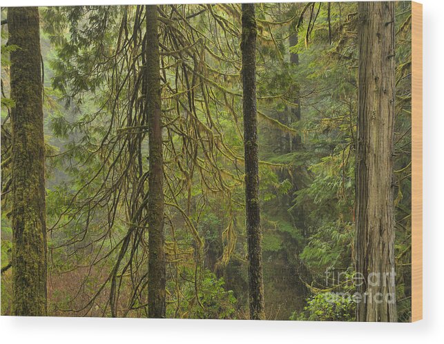 Rainforest Wood Print featuring the photograph Four Trunks by Adam Jewell