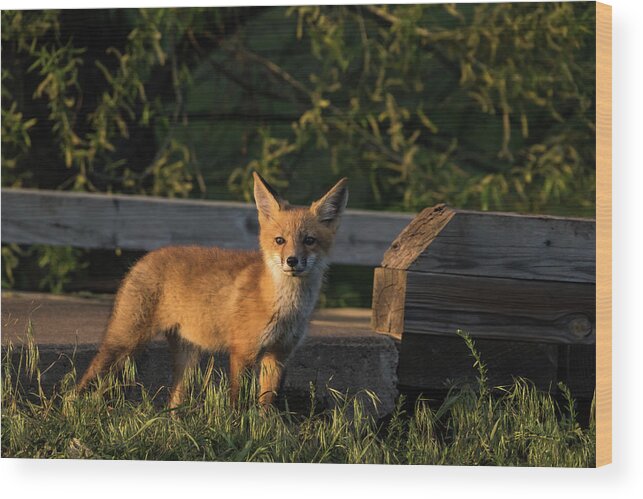 Jay Stockhaus Wood Print featuring the photograph Fox 2 by Jay Stockhaus
