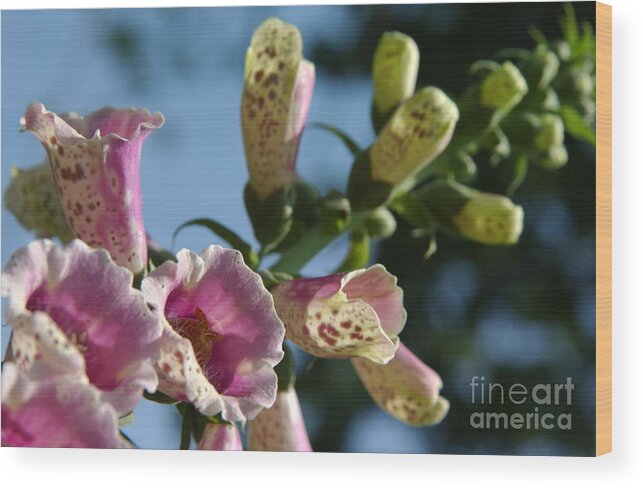 Foxglove Wood Print featuring the photograph Foxglove to the Sky by Anna Lisa Yoder