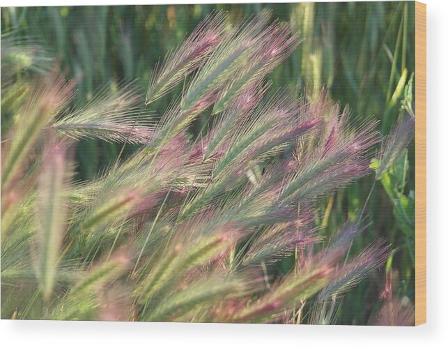 Foxtails Wood Print featuring the photograph Foxtails in Spring by Michele Myers