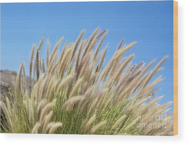 Foxtails Wood Print featuring the photograph Foxtails on a Hill by Leah McPhail