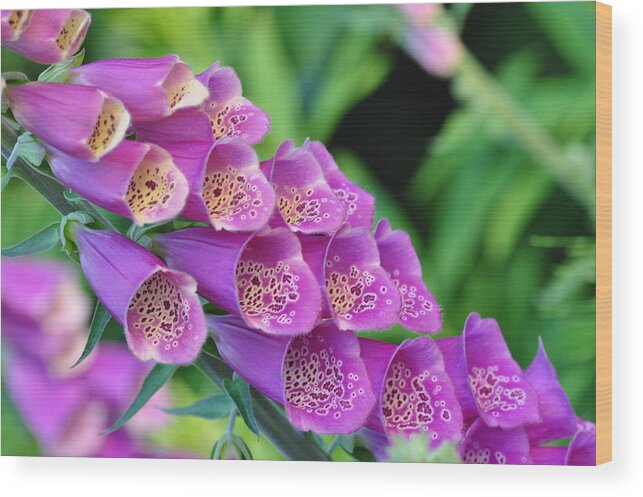 Floral Wood Print featuring the photograph Foxy Fingers by Emerita Wheeling