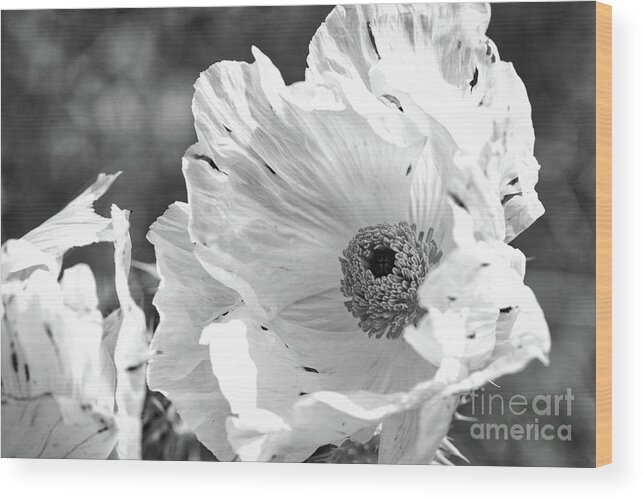 Flower Wood Print featuring the photograph Fragile and Strong by Ana V Ramirez