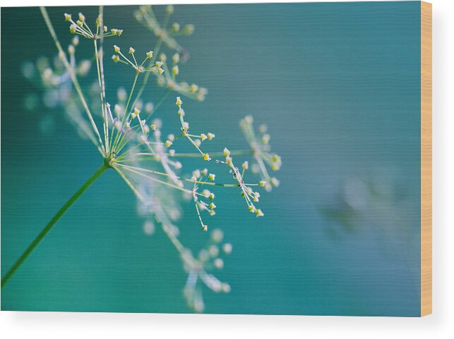Dill Wood Print featuring the photograph Fragile Dill Umbels by Nailia Schwarz
