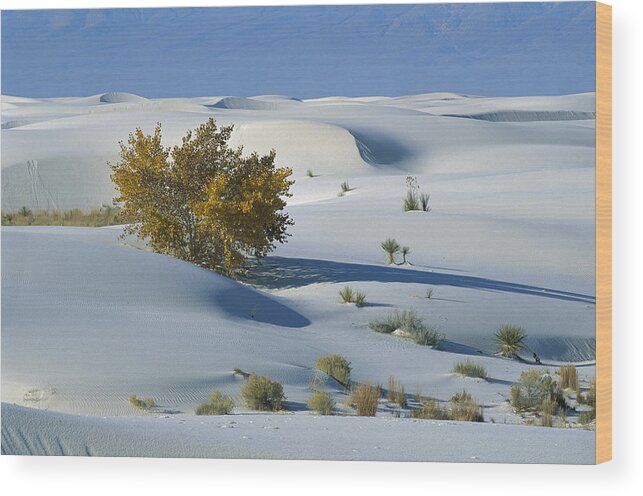 00198316 Wood Print featuring the photograph Fremont Cottonwood at White Sands by Konrad Wothe