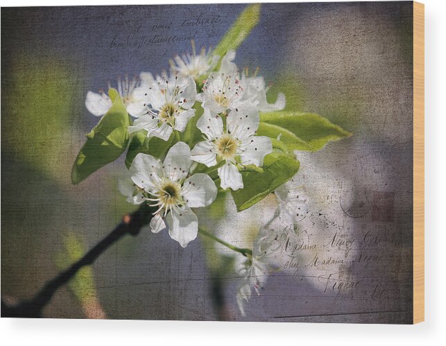 Hawthorn Wood Print featuring the photograph French Kisses by Theresa Campbell