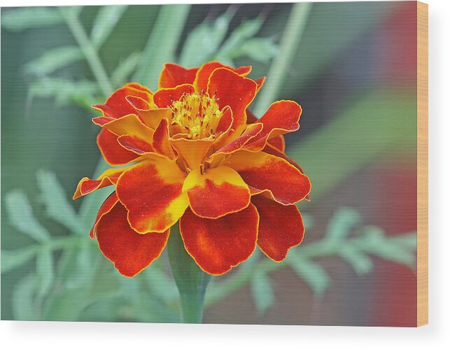  Wood Print featuring the photograph French marigold by Manjeet Sabharwal