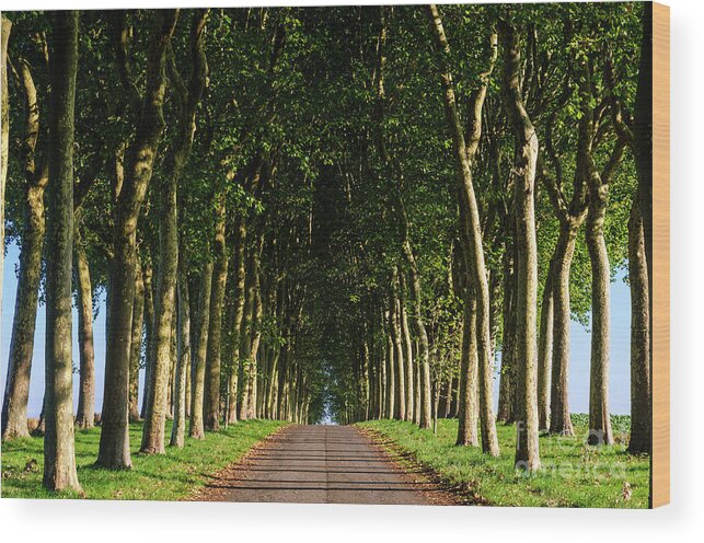 Country Wood Print featuring the photograph French Tree Lined Country Lane by Paul Warburton