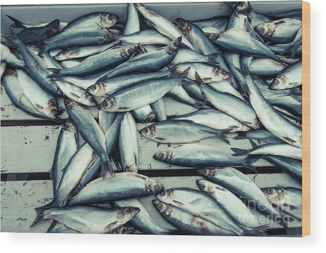 Iceland Wood Print featuring the photograph Fresh caught herring fish by Edward Fielding