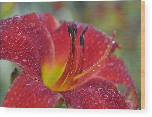 Flower Wood Print featuring the photograph Fresh.. out of the shower by Greg Hayhoe