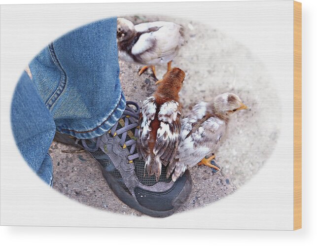 Chicken Wood Print featuring the photograph Friends by Tatiana Travelways