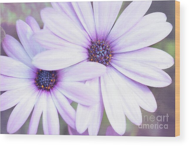 Daisy Wood Print featuring the photograph Friendship by Anita Pollak