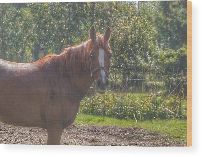 Horses Wood Print featuring the photograph 1010 - Froede Roads' Chestnut Brown by Sheryl L Sutter