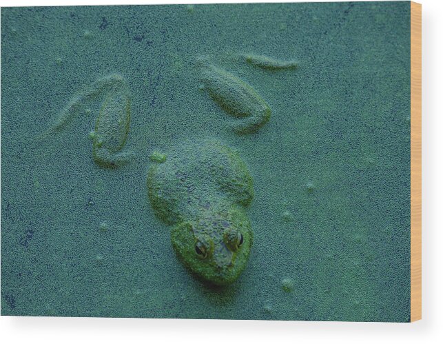 Frog Wood Print featuring the photograph Frog by Jerry Cahill