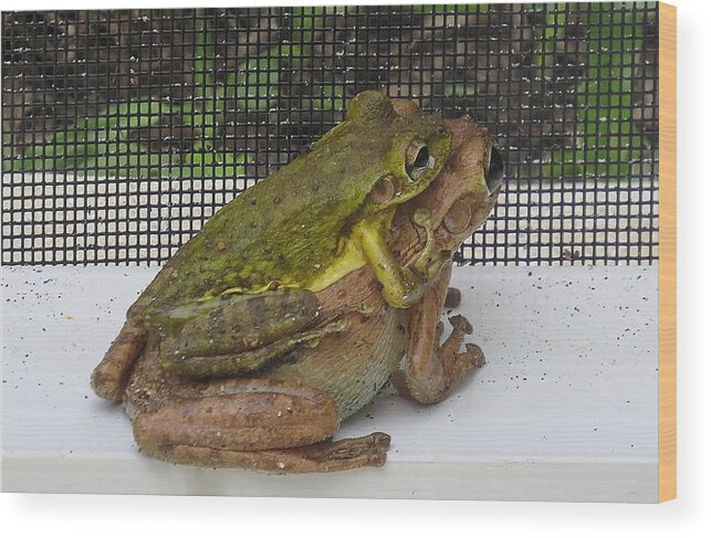 Frogs Wood Print featuring the photograph Froggy Love by Melinda Saminski