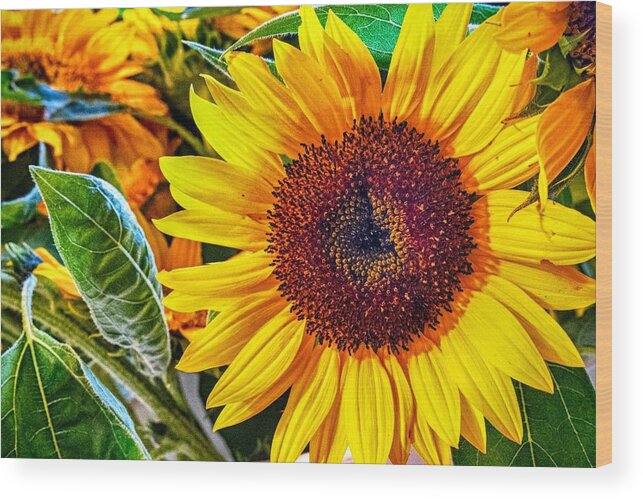 Flowers Wood Print featuring the photograph From the Sun by Ches Black