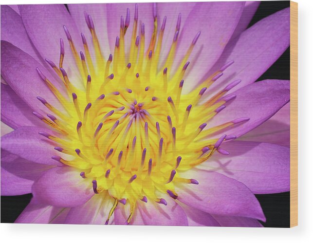 Water Lily Wood Print featuring the photograph Front and Center by Melanie Moraga