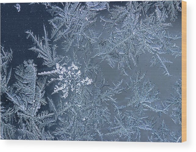 Frost Macro Wood Print featuring the photograph Frost Series 13 by Mike Eingle