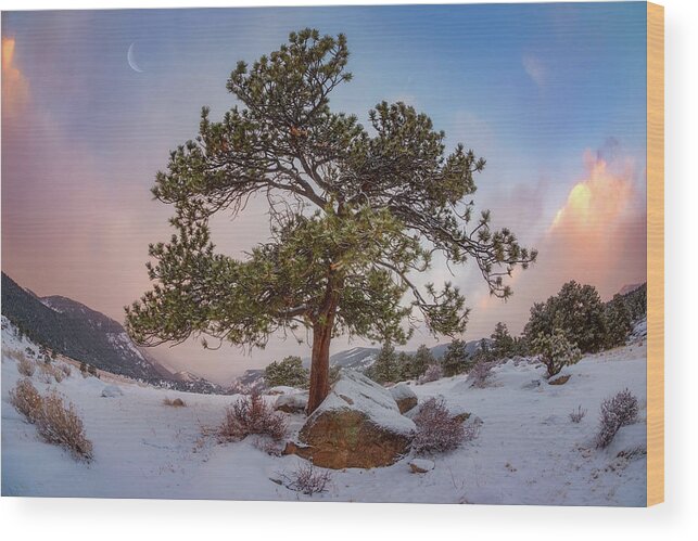 Trees Wood Print featuring the photograph Frosted Mountain Moon by Darren White