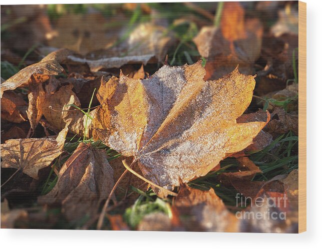 Autumn Wood Print featuring the photograph Frosty fallen autumn oak leaf by Simon Bratt