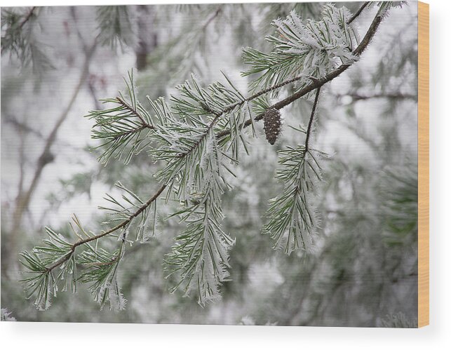 Frost Wood Print featuring the photograph Frosty Pinecone by Mike Eingle
