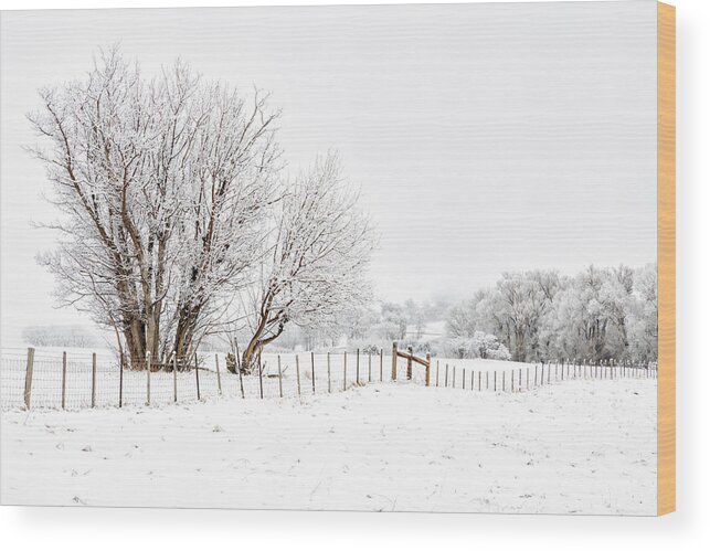 Tree Wood Print featuring the photograph Frosty Winter Scene by Denise Bush