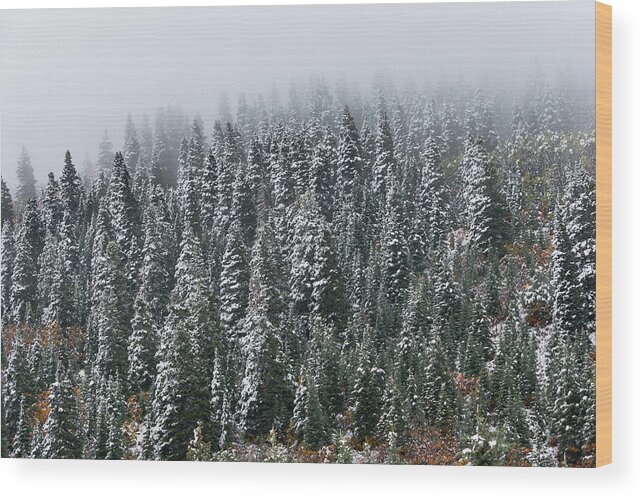 Pine Trees Wood Print featuring the photograph Frozen by Chuck Jason