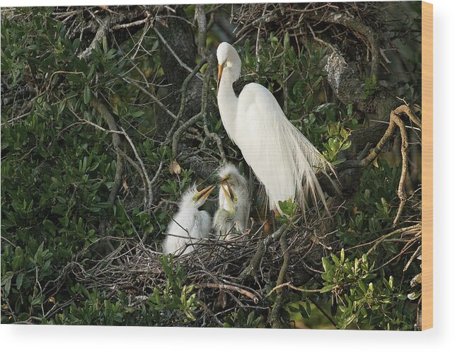 Egrets Wood Print featuring the photograph Full House by Eilish Palmer