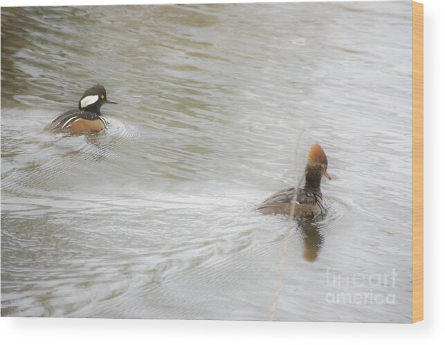 Ducks Wood Print featuring the photograph Full Steam Ahead by Merle Grenz